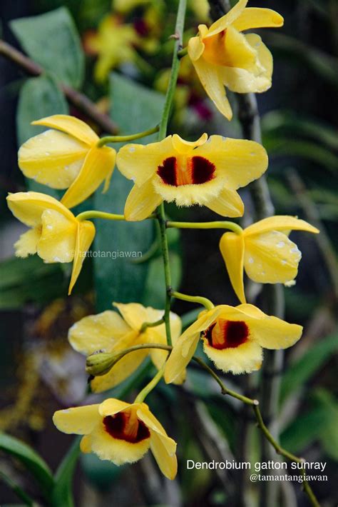 Anggrek Dendrobium Gatton Sunray