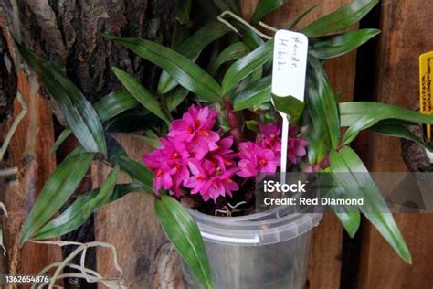 Anggrek Dendrobium Hibiki