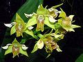 Anggrek Dendrobium Macrophyllum