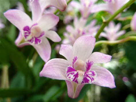 Anggrek Dendrobium: Memiliki Sifat Epifit dan Apa yang Dimaksud dengan Epifit?