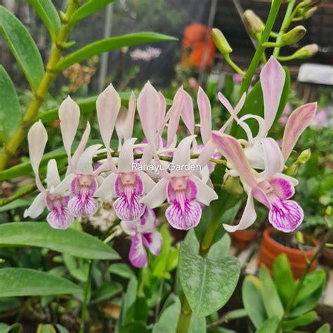 Anggrek Dendrobium Rabbit Pink