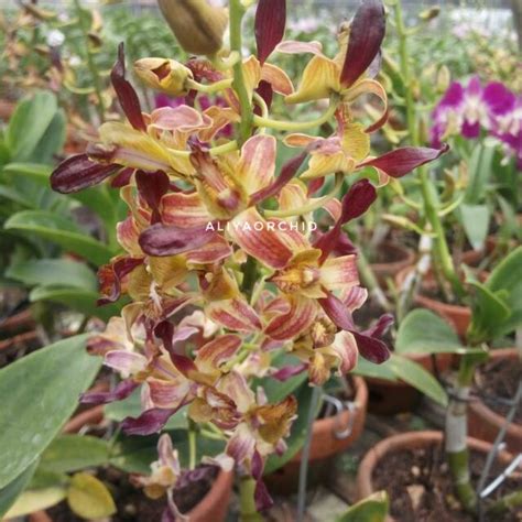 Anggrek Dendrobium Rambo