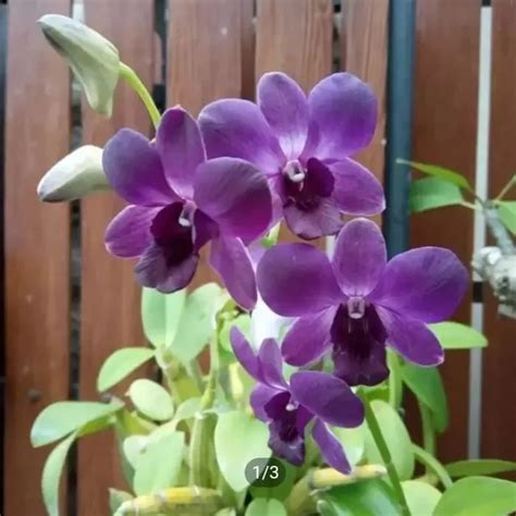 Anggrek Dendrobium Ungu