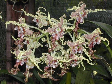Anggrek Kribo Dendrobium Spectabile