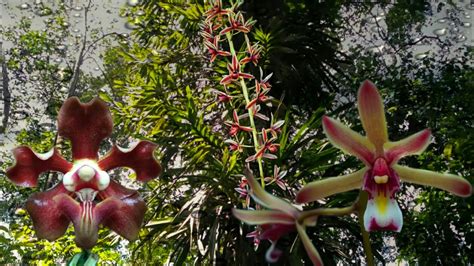 Anggrek Sumatra