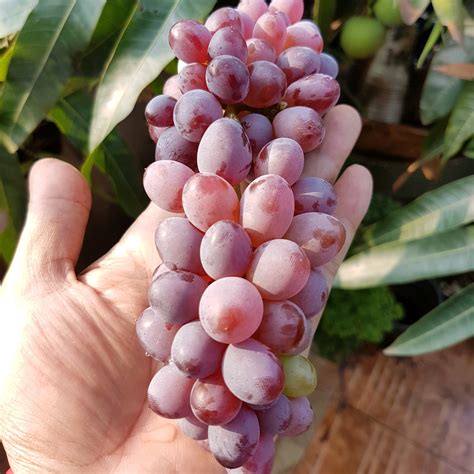 Anggur Jupiter Paling Populer Indonesia