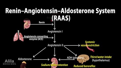 Explained: Understanding the Angiotensin Renin System through an Animated Guide