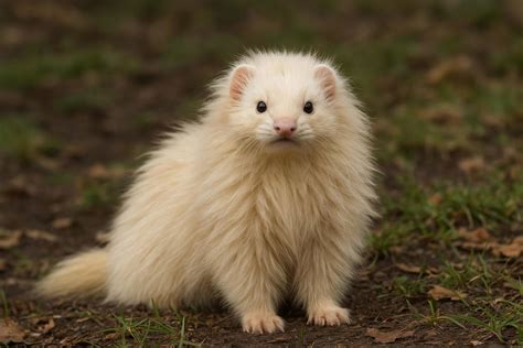 Angora Ferret For Sale