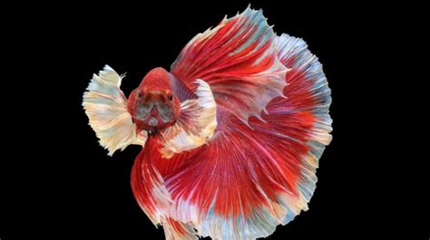 Angry Betta Fish