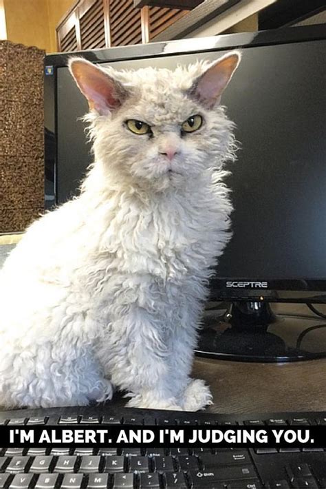 Angry White Cat Meme 2019