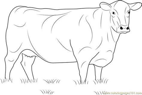 Angus Cow Coloring Pages