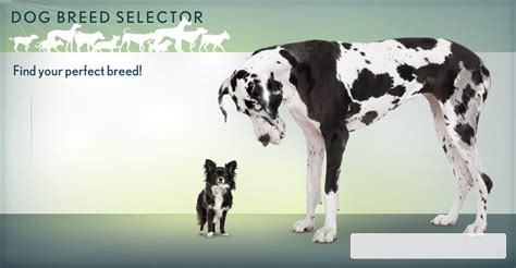 Animal Planet Dog Breed Selector: Finding Your Perfect Canine Companion