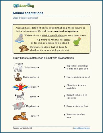 Unlock the Fascinating World of Animals with Adaptations Worksheets for 3rd Graders!