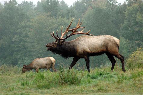 Elk - The Majestic Animal Also Known As A Wapiti