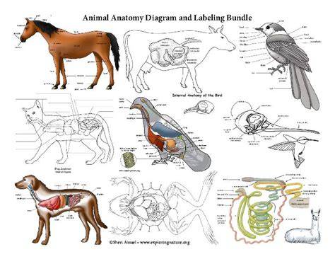 Animal Anatomy