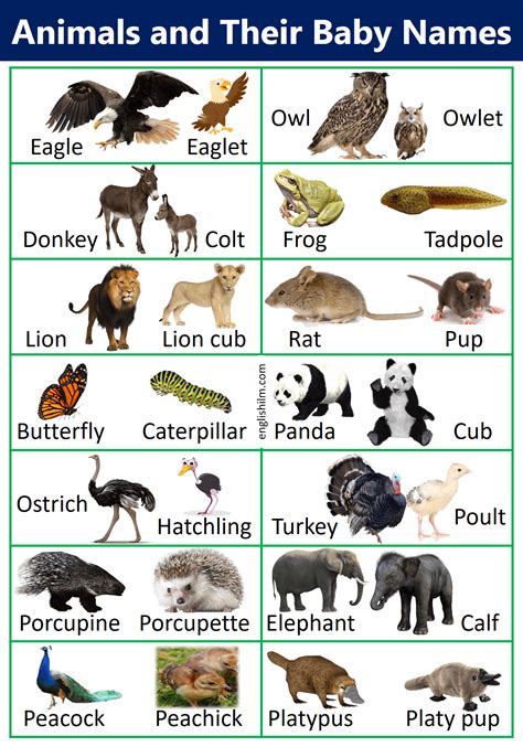 Animal And Baby Videos