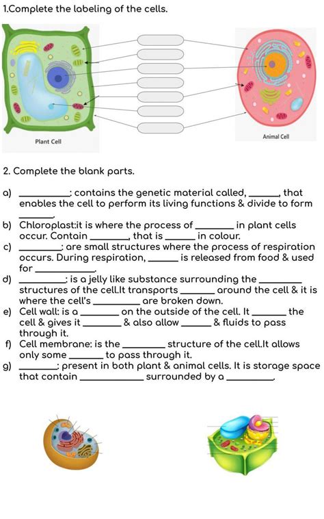 Unlock the Mysteries of Animal and Plant Cells with this Fun Worksheet!