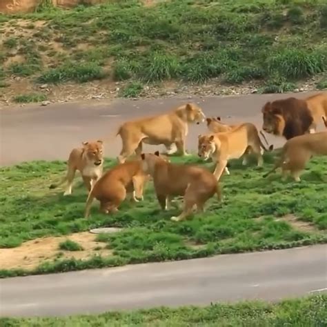 Shocking Footage of Animal Attack Caught on Video: Witness the Terrifying Encounter