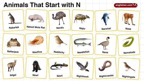 Discover the Wonders of Nature with Animal By The N – Your Ultimate Guide to Wildlife Journey!