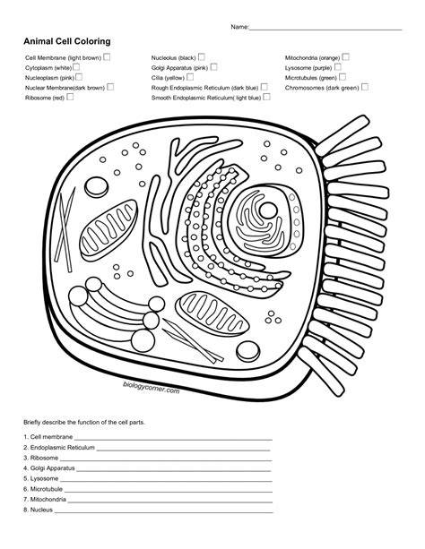 Animal Cell Coloring Page