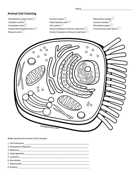 Animal Cell Coloring Worksheet Labeled