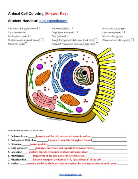 Animal Cell Coloring Worksheet Pdf