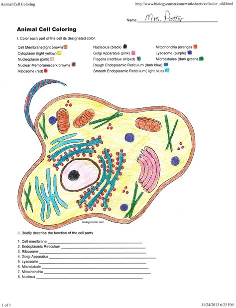 Animal Cell Coloring Worksheet Quizlet