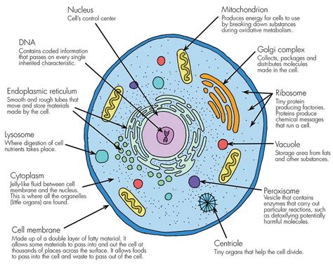 Animal Cell Diagram Organelles Simple : Functions and Diagram