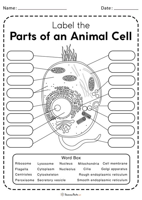Animal Cell Label Worksheet