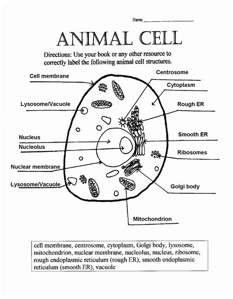 Animal Cell Worksheet With Answer Key