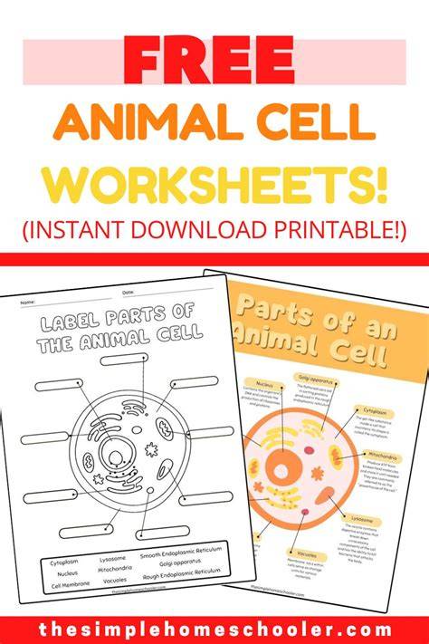 Animal Cell Worksheets – Free Printable Practice Sheets Pdf - Great ...