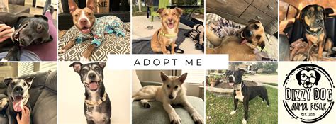 Effective Animal Control Services in Big Spring, Texas - Keep Your Community Safe with Professional Solutions