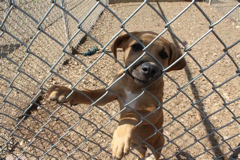 Expert Animal Control Services in Forsyth County North Carolina - Protecting Your Property and Community