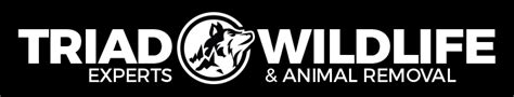 Protect Your Home and Family with Professional Animal Control in High Point, NC