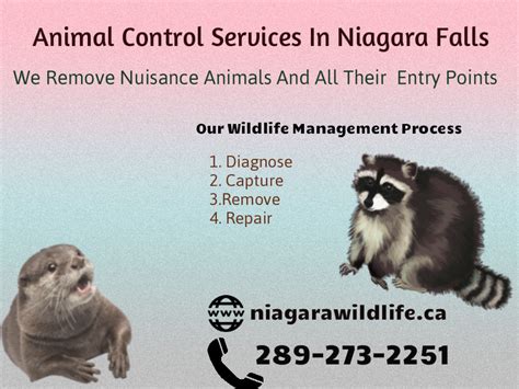 Effective Animal Control in Niagara Falls: Keeping Your Community Safe and Pest-Free!
