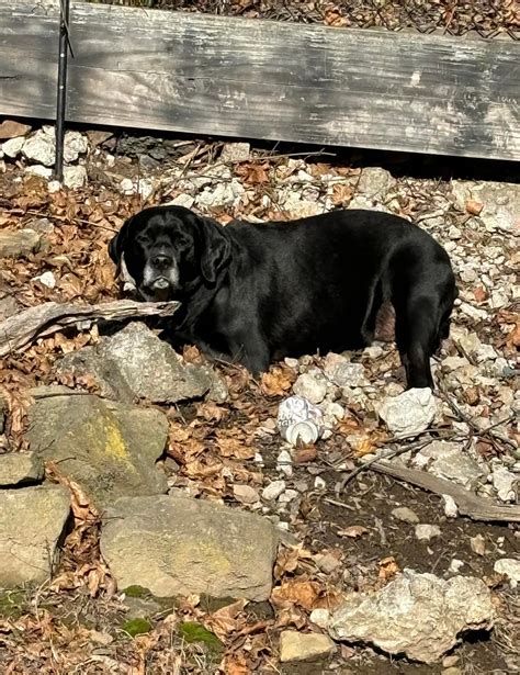 Effective Animal Control Services in Washington County, PA: Keep Your Neighborhood Safe with Professional Assistance