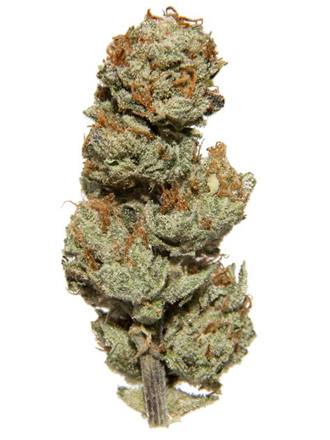 Discover the Delicious Twist of Animal Cookies Strain on Weedmaps: A Perfect Treat for Cannabis Enthusiasts.