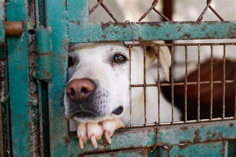 Breaking the Chains: Empowering Communities to Combat Animal Cruelty