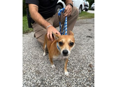 Animal Cruelty Suspect Faces Multiple Charges