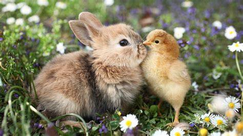 Cute animals