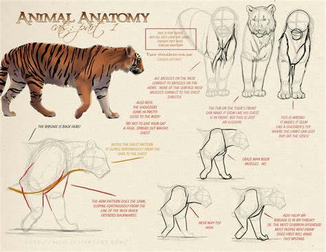 Animal Drawing Anatomy: Using Reference Images