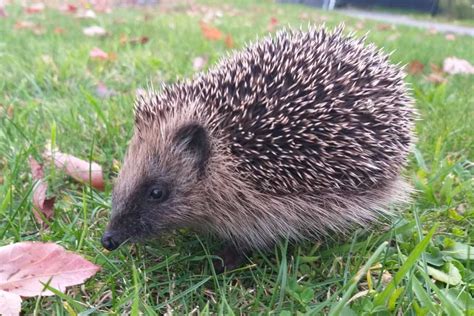 Animal Encounters Wooland