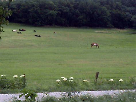 Test Your Knowledge with Animal Farm Chapter 4 Quizlet - Dive into Orwell's Classic and Ace the Exam!