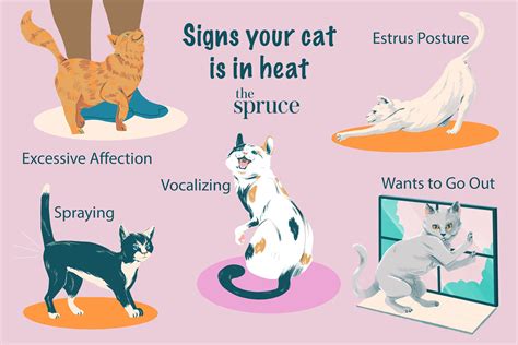 Understanding the Animal in Heat Meaning: Signs, Behavior, and Biology