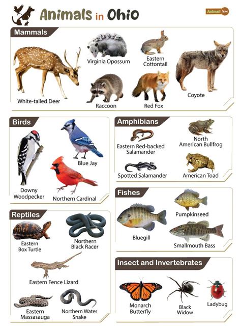 Ohio Mammals Field Guide Art Print Animals Of Ohio Nature Print
