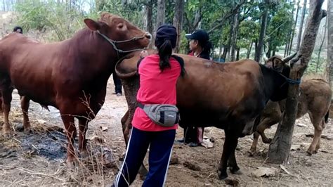 Why Animal Mating with Women is Illegal: Exploring the Taboo Phenomena