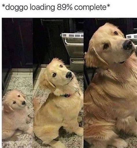 Animal Memes Clean 2018