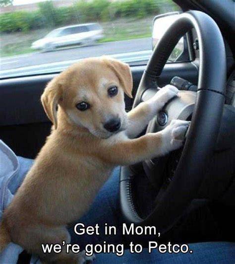 Animal Memes Clean For Kids