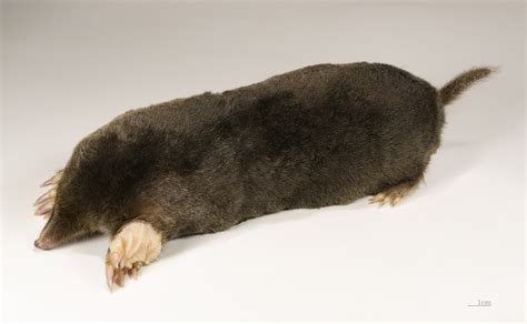 Uncovering the Mysteries of Animal Moles: A Comprehensive Guide