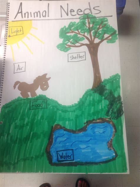 Animal Needs Anchor Chart
